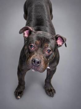 Willow -  Pit Bull Terrier and Mixed Breed Dog for Adoption in Bowling Green, Kentucky - Willow | PetCurious