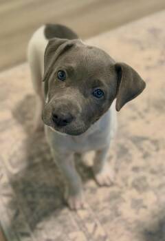 Turtle (Raleigh foster home) -  Pit Bull Terrier Dog Available for Adoption in Blanch, North Carolina - Turtle (Raleigh Foster Home) | PetCurious