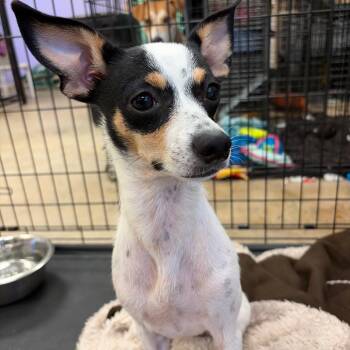 Hazel -  Rat Terrier and Mixed Breed Dog for Adoption in Webster, Texas - Hazel | PetCurious