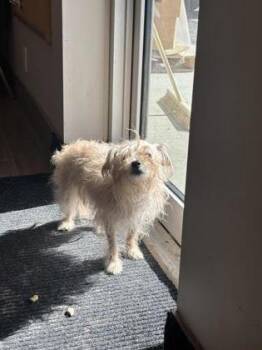 Alice -  Mixed Breed Dog Available for Adoption in Montreal, Quebec - Alice | PetCurious