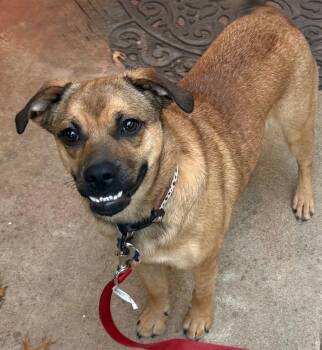 26Sentivo -  German Shepherd Dog and Pug Dog for Adoption in Shingle Springs, California - 26Sentivo | PetCurious