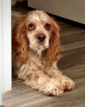 Cocker Spaniel Dogs Available for Adoption in Monticello, New York - Truman | PetCurious