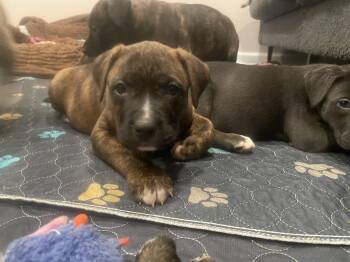 Catahoula Leopard Dog and Mastiff Dogs Available for Adoption in Union Grove, Wisconsin - Sophia | PetCurious
