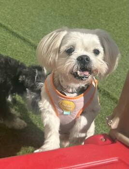 Rescue Maltese Dogs for Adoption in Elmwood Park, Wisconsin - Snowball | PetCurious