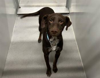 A613484 -  Labrador Retriever and Mixed Breed Dog for Adoption in Modesto, California - A613484 | PetCurious
