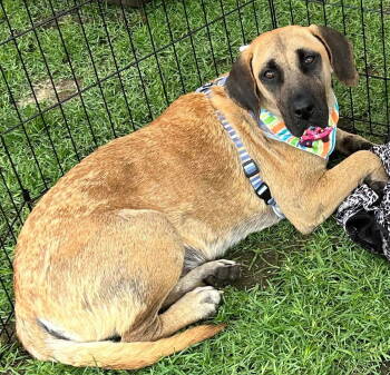 Rescue Black Mouth Cur Dogs for Adoption in Grand Bay, Alabama - Scuttles | PetCurious