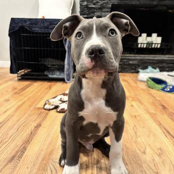 Pit Bull Terrier Dogs Available for Adoption - Grover - Sesame Street Litter - AVAILABLE | PetCurious