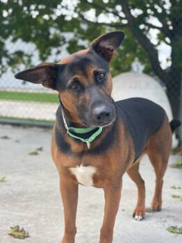Buddy -  Shepherd and Hound Dog for Adoption in Viroqua, Wisconsin - Buddy | PetCurious