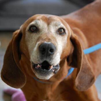 Huckleberry -  Redbone Coonhound Dog for Adoption in Anderson, Indiana - Huckleberry | PetCurious