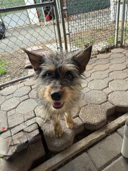 Terrier and Schnauzer Dogs Available for Adoption in Pomona, New York - April | PetCurious