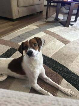 Shiloh -  Beagle and Dachshund Dog for Adoption in Bolivar, Missouri - Shiloh | PetCurious
