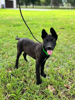 Onyx -  German Shepherd Dog and Mixed Breed Dog for Adoption in Aiken, South Carolina - Onyx | PetCurious