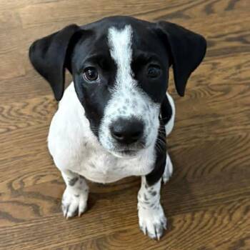 Mixed Breed Dogs Available for Adoption in Olathe, Kansas - Rosa | PetCurious
