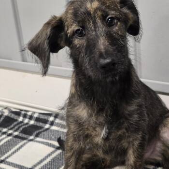 Poodle and Belgian Shepherd Laekenois Dogs Available for Adoption - Laya | PetCurious