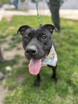 Rescue Pit Bull Terrier Dogs for Adoption in Newark, New Jersey - Frannie | PetCurious