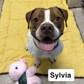 Mixed Breed Dogs Available for Adoption - Sylvia | PetCurious