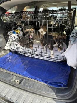 Australian Shepherd and Mixed Breed Dogs Available for Adoption - Pups - 7 | PetCurious