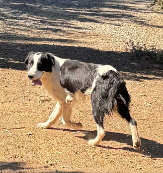 Rescue Australian Shepherd and English Springer Spaniel Dogs for Adoption in Dana Point, California - Joel | PetCurious