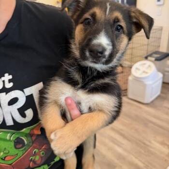Brielle -  Shepherd and Australian Cattle Dog Blue Heeler Dog Available for Adoption in Agua Dulce, California - Brielle | PetCurious