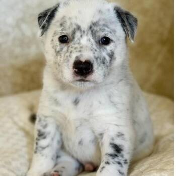 Spot -  Cattle Dog Dog for Adoption in Larkfield-wikiup, California - Spot | PetCurious