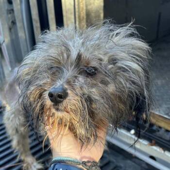 Hank -  Schnauzer and Yorkshire Terrier Dog for Adoption in Gulfport, Mississippi - Hank | PetCurious