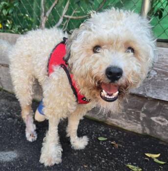 Rescue Miniature Poodle Dogs for Adoption in Los Angeles, California - Ozzy | PetCurious