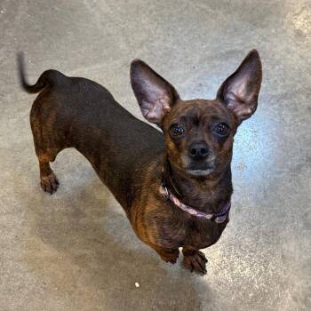 Cora -  Chihuahua and Dachshund Dog for Adoption in Mankato, Minnesota - Cora | PetCurious