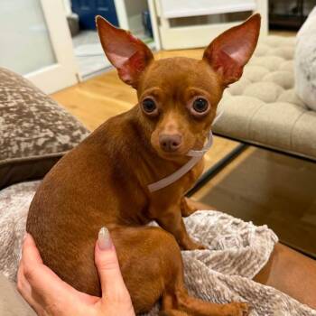 Jellybean -  Chihuahua Dog for Adoption in Park Row, Texas - Jellybean | PetCurious