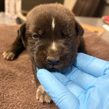 Mick -  Husky and Mixed Breed Dog for Adoption in Yuma, Arizona - Mick | PetCurious