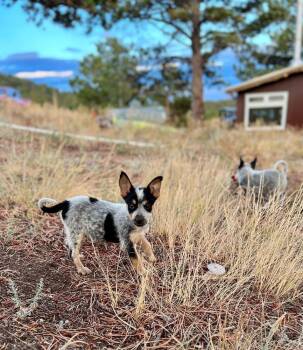 Bandit -  Australian Cattle Dog Blue Heeler Dog for Adoption in Lafayette, Colorado - Bandit | PetCurious