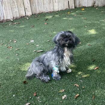 Emma -  Shih Tzu Dog for Adoption in Lakeland, Florida - Emma | PetCurious