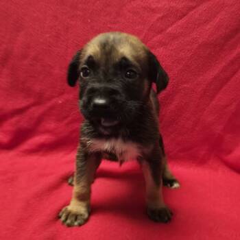 Rescue Shepherd Dogs for Adoption in San Antonio, Texas - Bliss | PetCurious