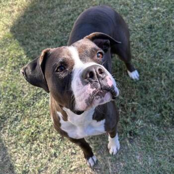 Rescue Pit Bull Terrier Dogs for Adoption in The Colony, Texas - Diamond | PetCurious