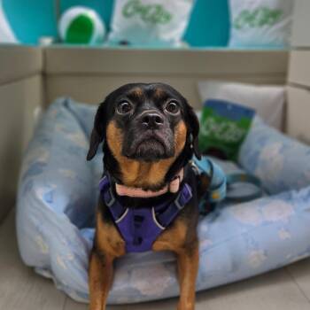 Pookie -  Pug and Mixed Breed Dog for Adoption in New York, New York - Pookie | PetCurious