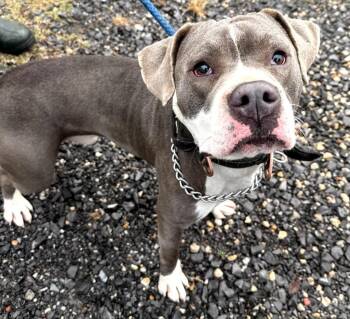 Pit Bull Terrier and Mixed Breed Dogs Available for Adoption - Lucas | PetCurious