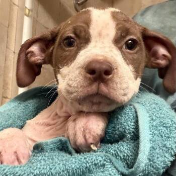 Cora -  Boxer Dog for Adoption in Copiague, New York - Cora | PetCurious