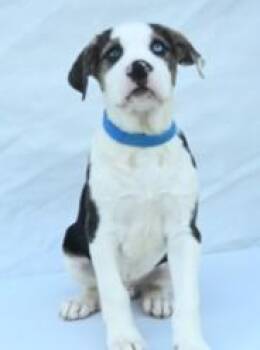 Hound and Mixed Breed Dogs Available for Adoption in Kansas City, Missouri - Blue | PetCurious