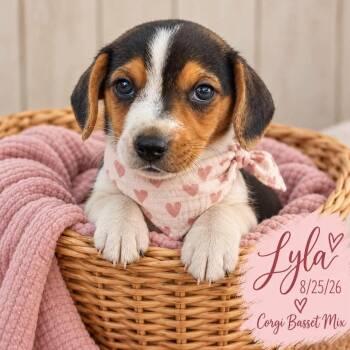 Lyla -  Corgi and Basset Hound Dog for Adoption in Fort Worth, Texas - Lyla | PetCurious