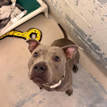 Nugget -  Pit Bull Terrier Dog for Adoption in Indianapolis, Indiana - Nugget | PetCurious