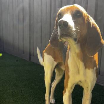 Rescue Hound Dogs for Adoption in Loxahatchee Groves, Florida - Goofy | PetCurious