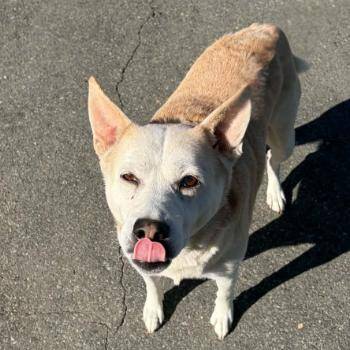 Bonbon -  Pit Bull Terrier and Mixed Breed Dog for Adoption in Concord, North Carolina - Bonbon | PetCurious