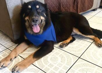 Rescue Australian Shepherd Dogs for Adoption in Los Angeles, California - Toby Available At Charlie