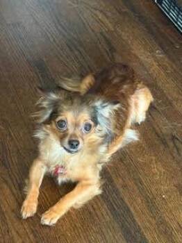 Parris -  Chihuahua Dog for Adoption in Tulsa, Oklahoma - Parris | PetCurious