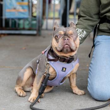 Truffle -  French Bulldog Dog for Adoption in Oakland, California - Truffle | PetCurious