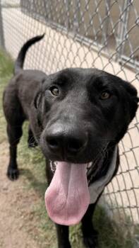 Labrador Retriever and Mixed Breed Dogs Available for Adoption in Balch Springs, Texas - Jazz | PetCurious