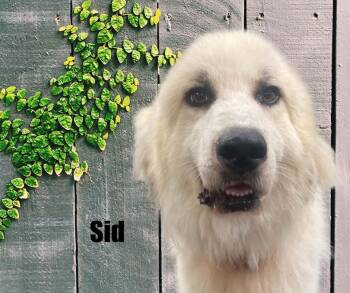 Sid -  Great Pyrenees Dog for Adoption in Marshville, North Carolina - Sid | PetCurious