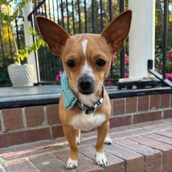 Rescue Chihuahua Dogs for Adoption in Wando, South Carolina - Johnny | PetCurious