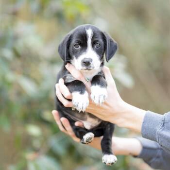 Beagle and Mixed Breed Dogs Available for Adoption in New York, New York - Miles | PetCurious