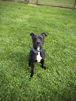 Mixed Breed Dogs Available for Adoption in Greensburg, Indiana - Lucky | PetCurious