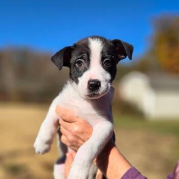 CT Hammerhead Bat avil Oct 31 -  Australian Cattle Dog Blue Heeler and Labrador Retriever Dog for Adoption in Eastford, Connecticut - CT Hammerhead Bat Avil Oct 31 | PetCurious